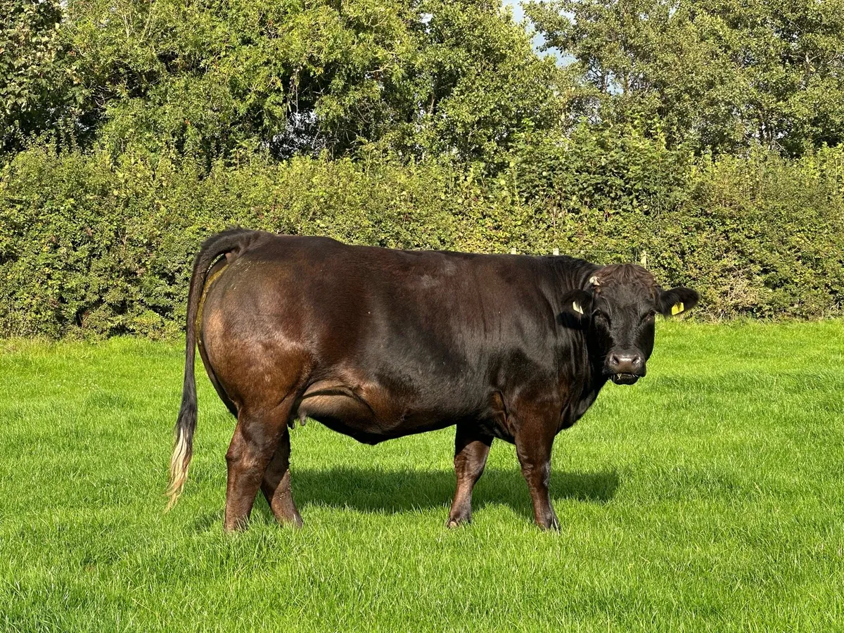 West of Ireland Heifers - Image 1