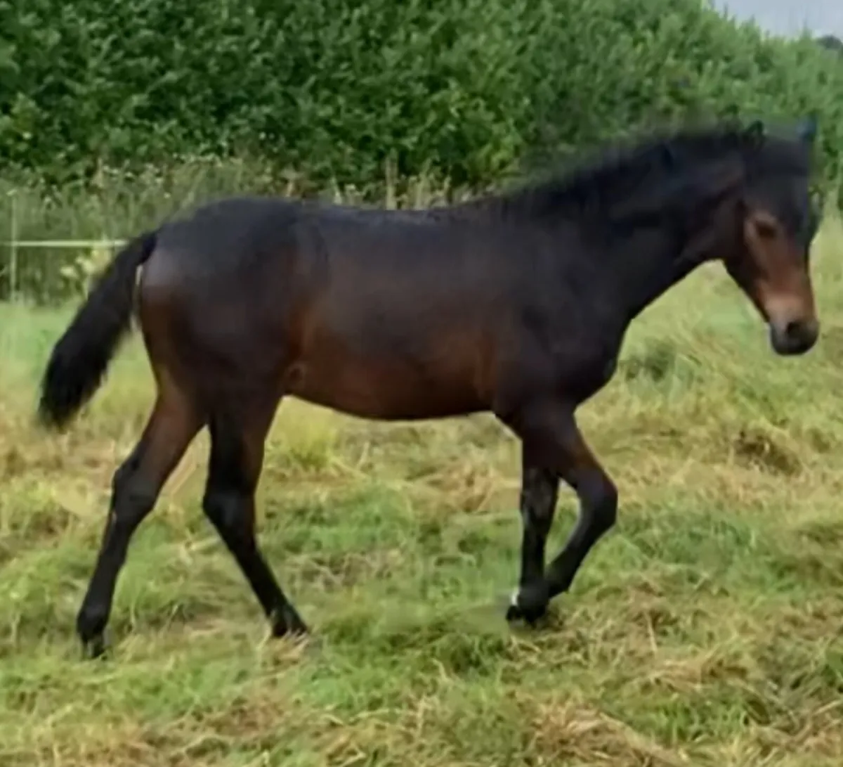 Connemara Colt Foal - Image 1