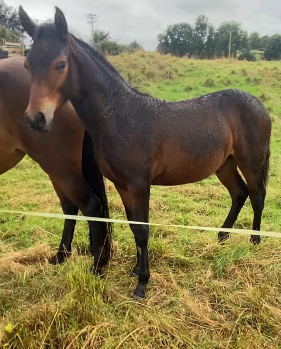 Connemara Colt Foal - Image 2