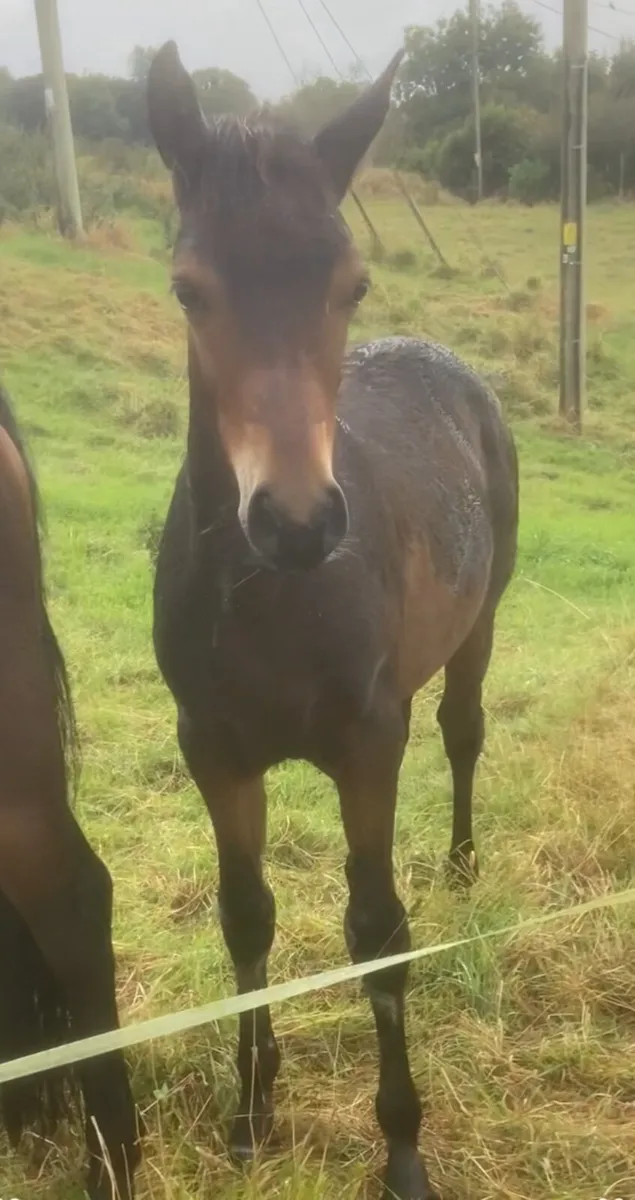 Connemara Colt Foal - Image 3