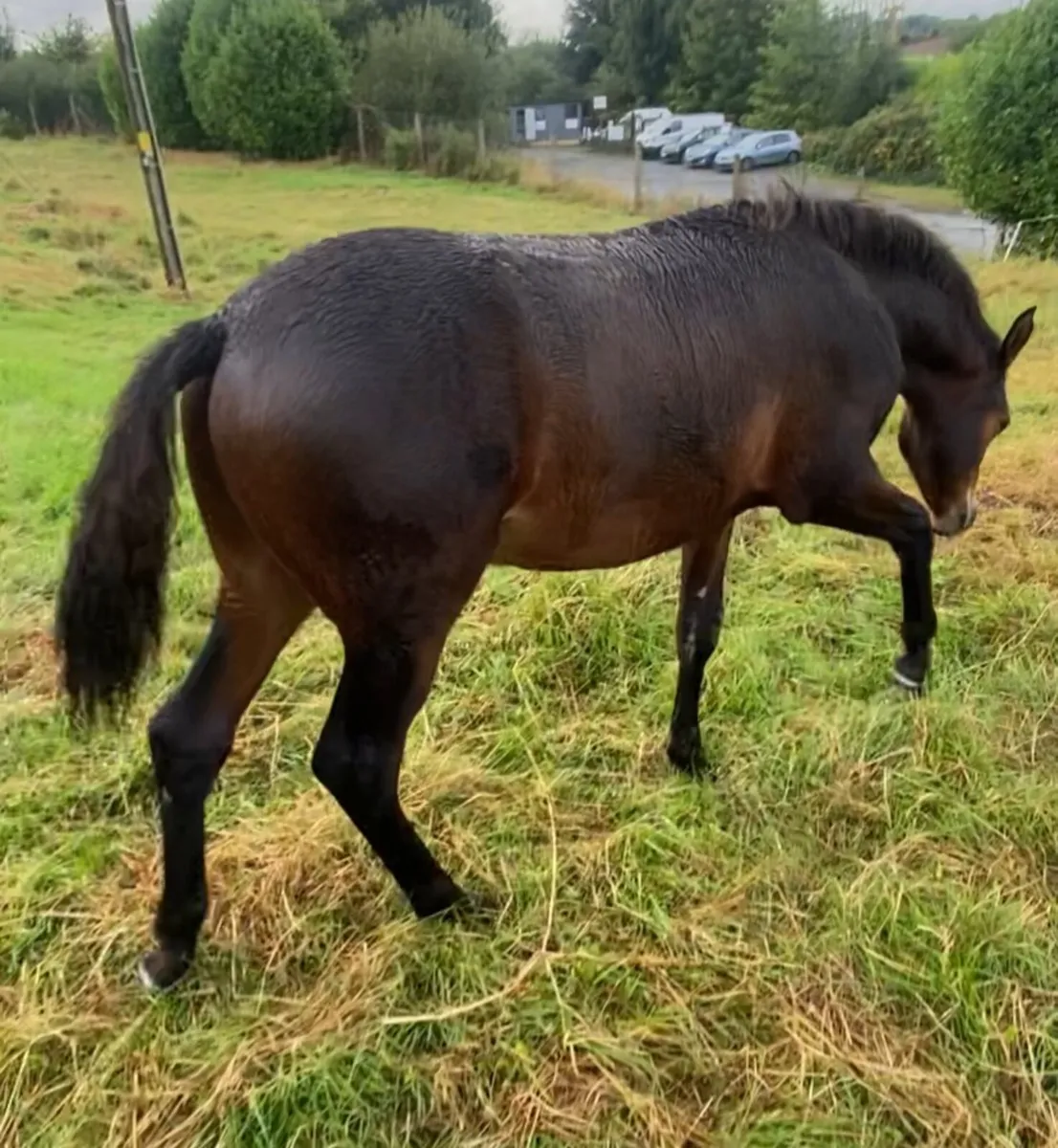 Connemara Colt Foal - Image 4