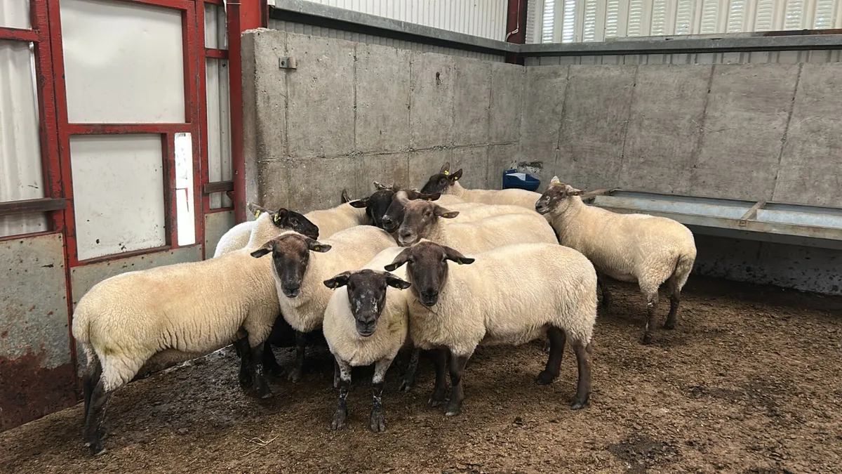 10 x 2 year old  ewes for  sale