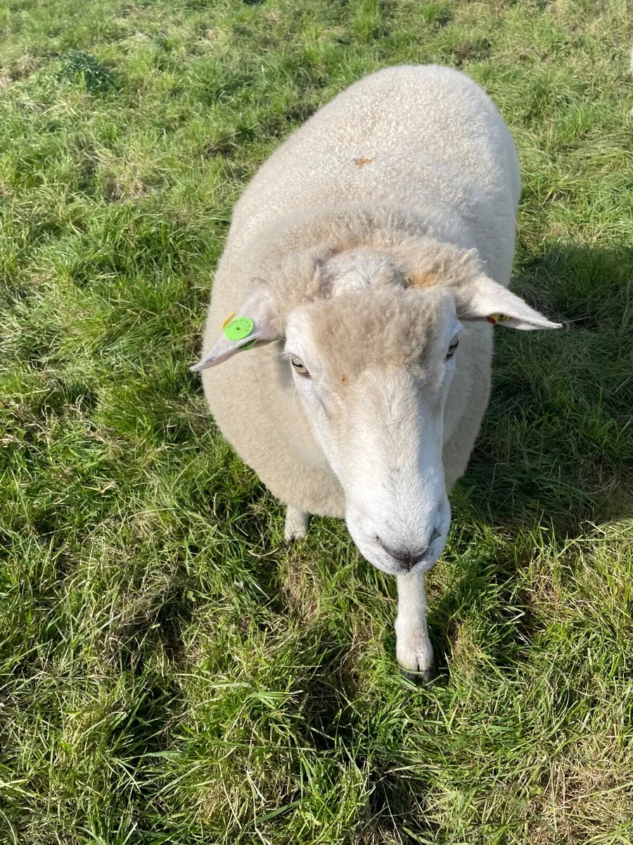 Galway hogget rams - Image 3