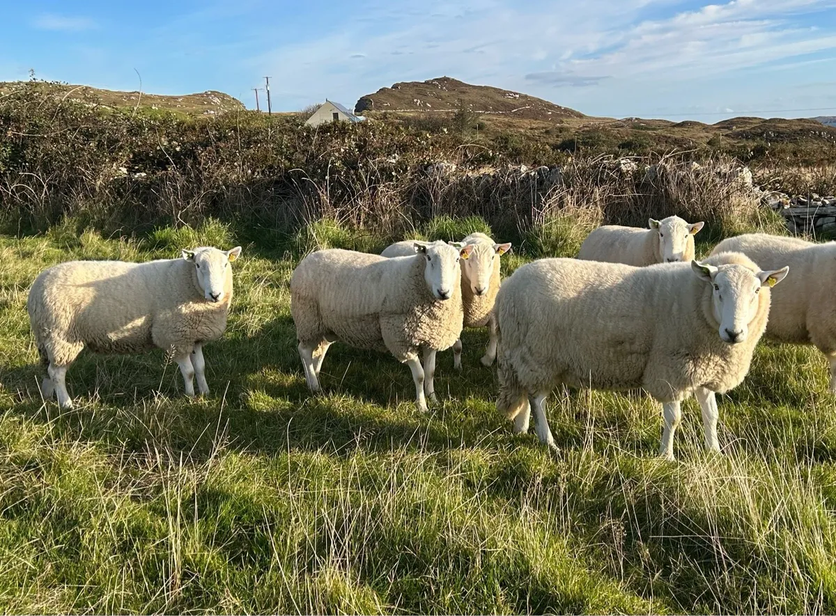 Cheviot Rams - SIS Approved - Image 1