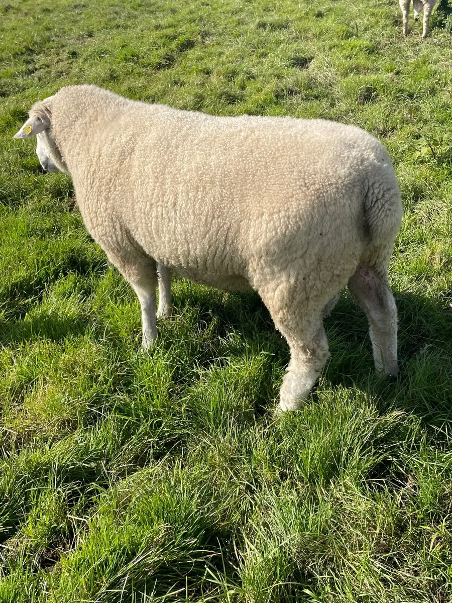 Galway hogget rams - Image 4