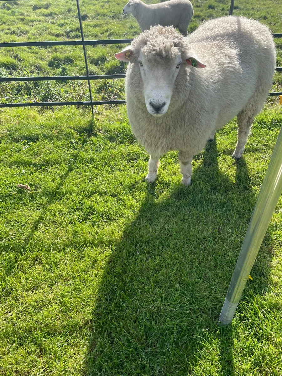 Galway hogget rams - Image 1