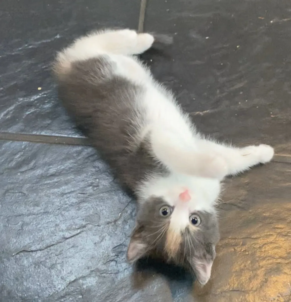 Kittens - Image 1