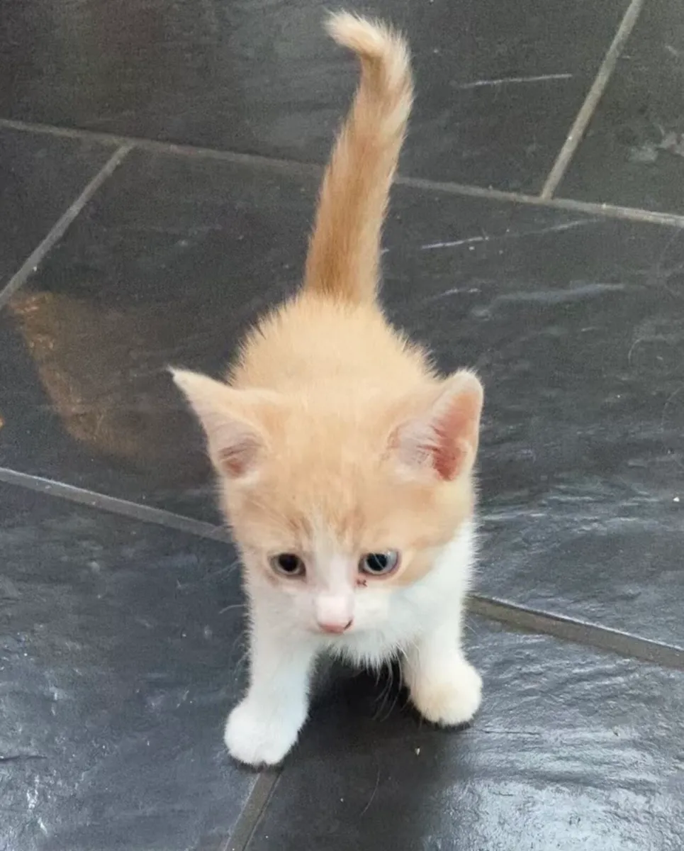 Kittens - Image 2