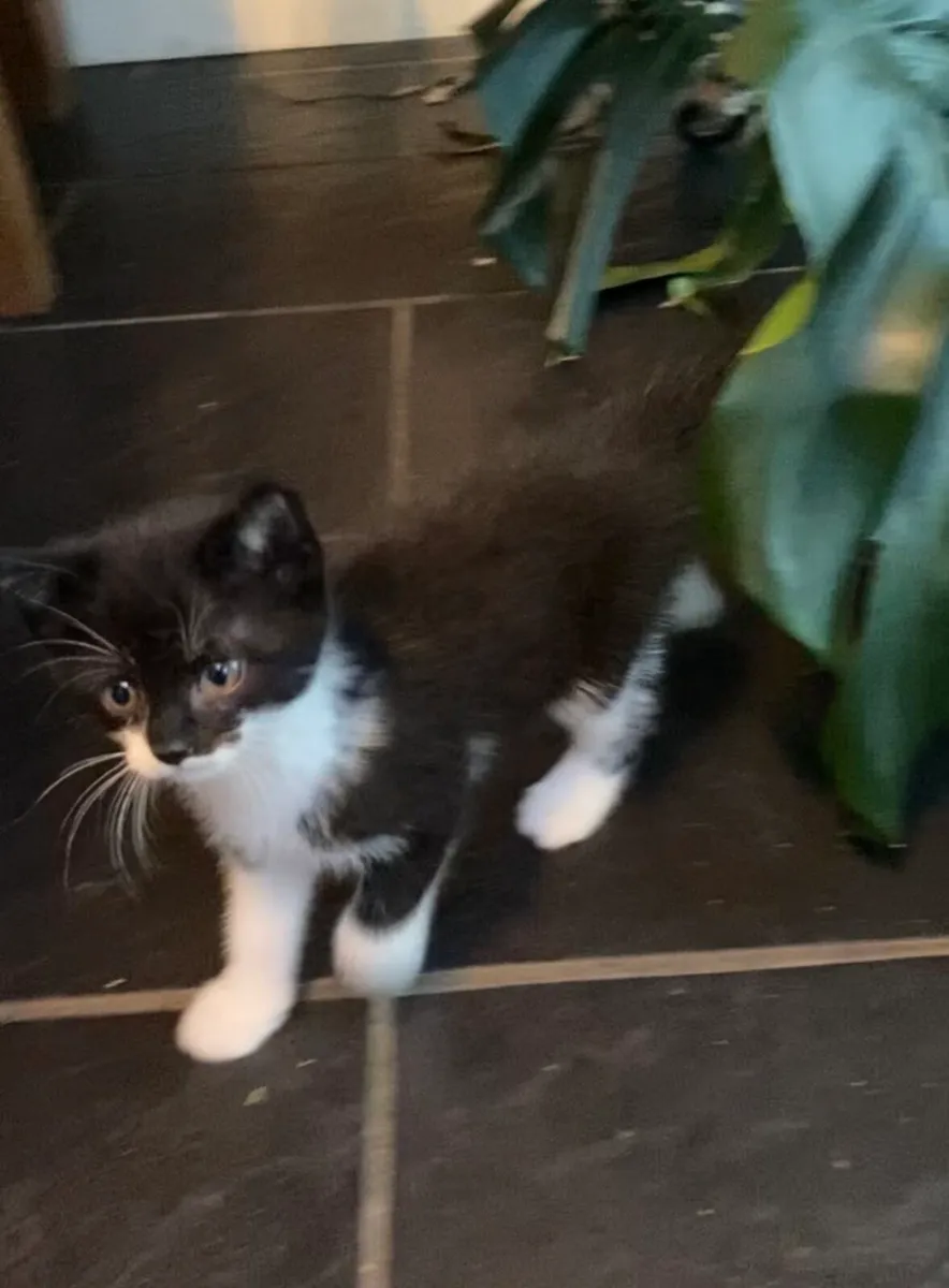 Kittens - Image 3