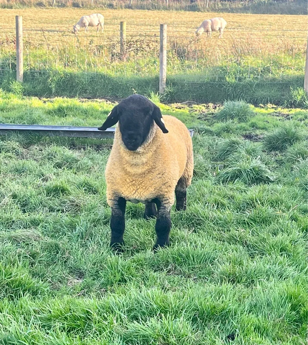 Pedigree Suffolk Ram Lamb - Image 2
