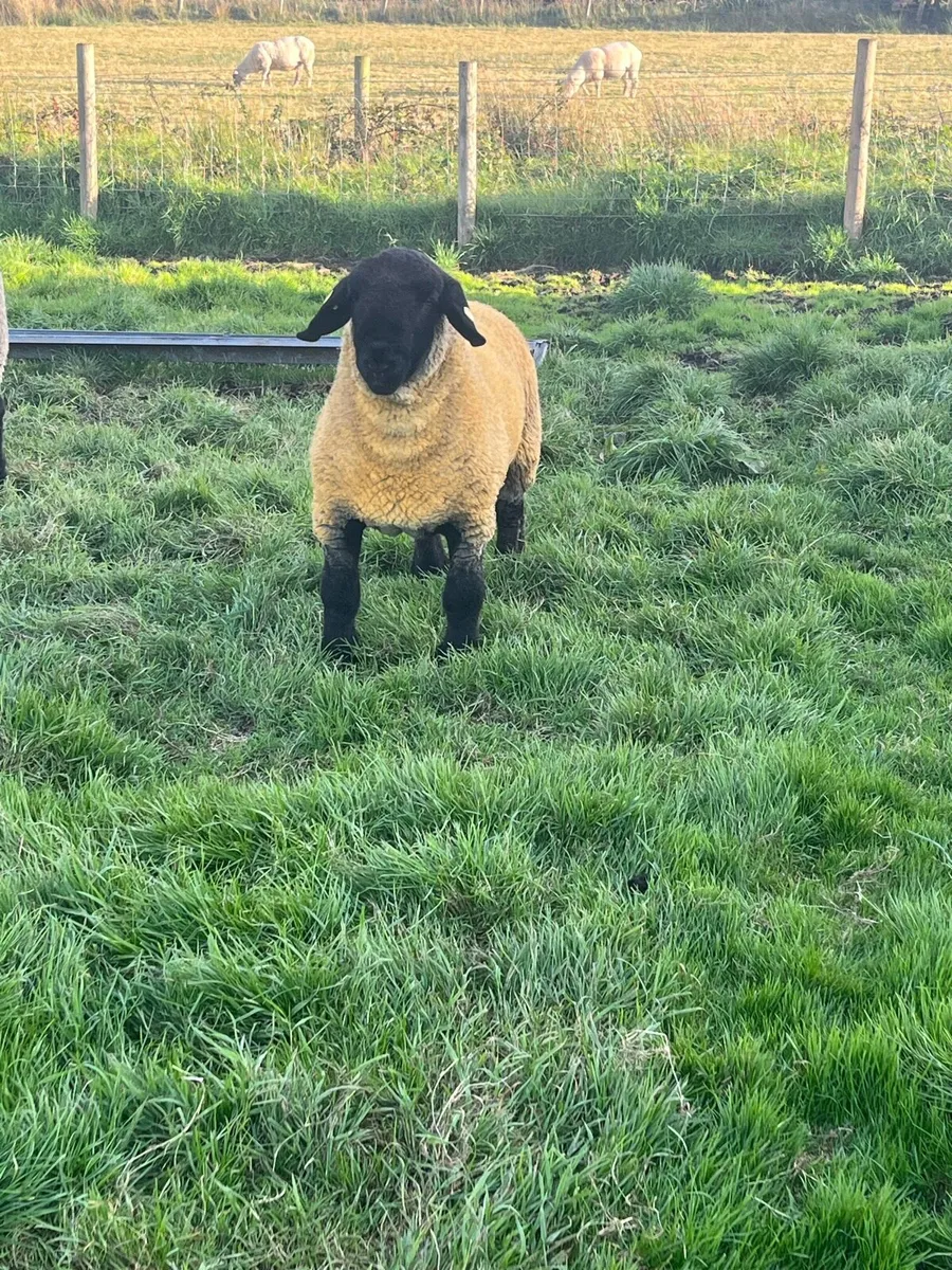 Pedigree Suffolk Ram Lamb - Image 1