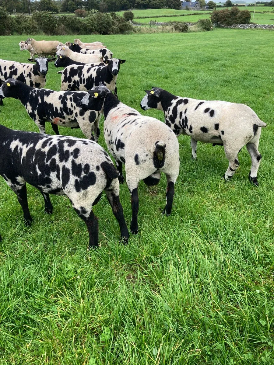 Selection of Dutch spotted ram lambs - Image 1