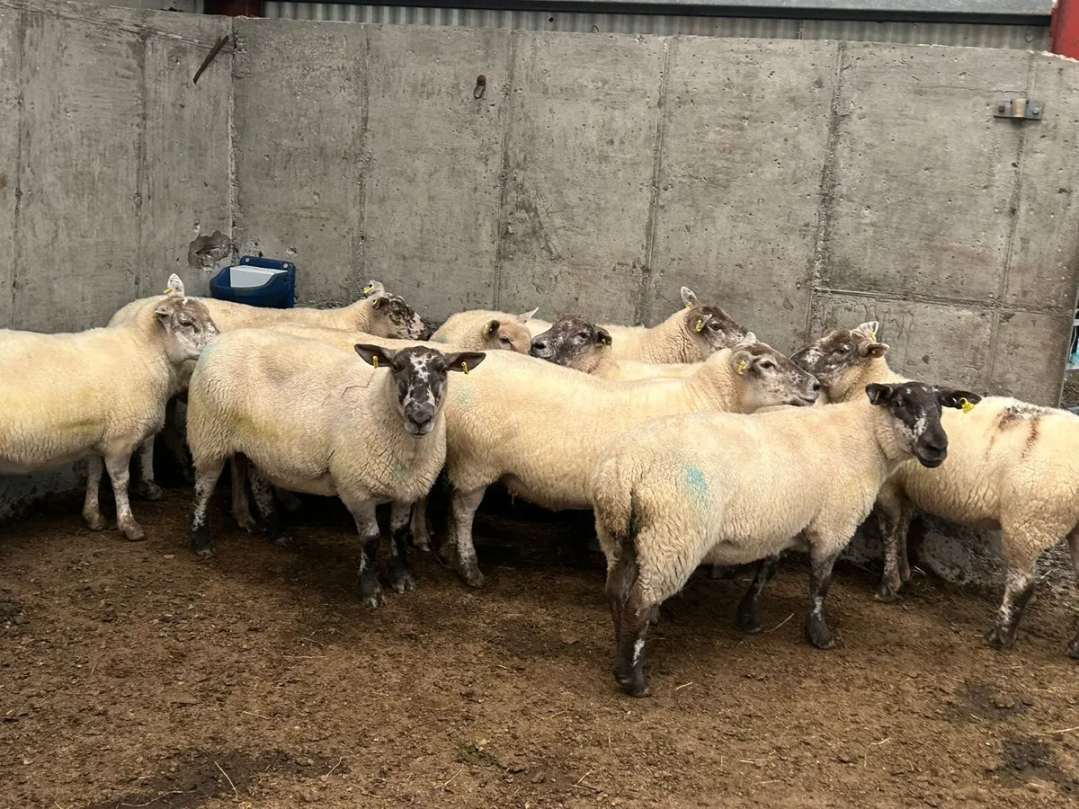 10 x  3 year old  ewes  for  sale - Image 2