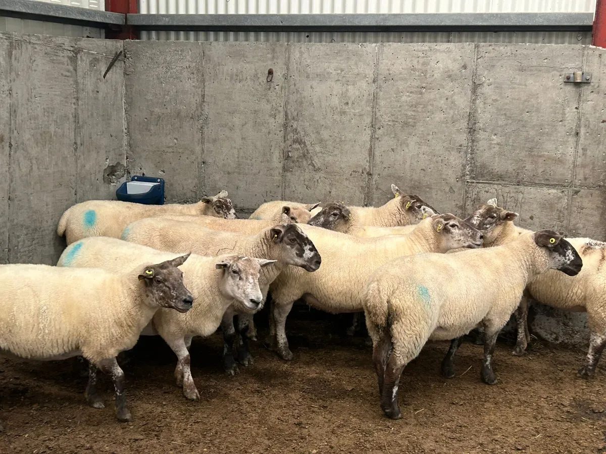 10 x  3 year old  ewes  for  sale - Image 3
