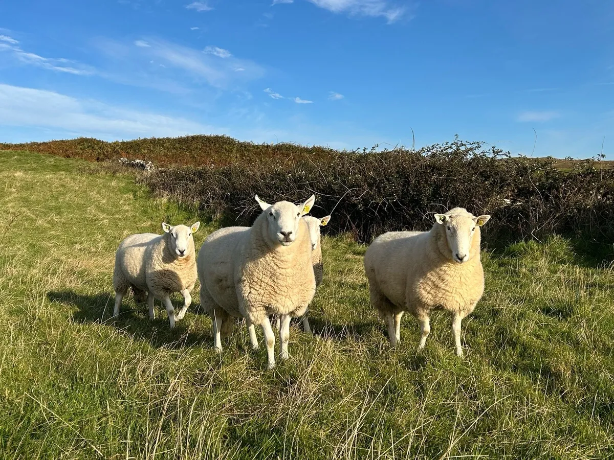 Cheviot Rams - SIS Approved - Image 2
