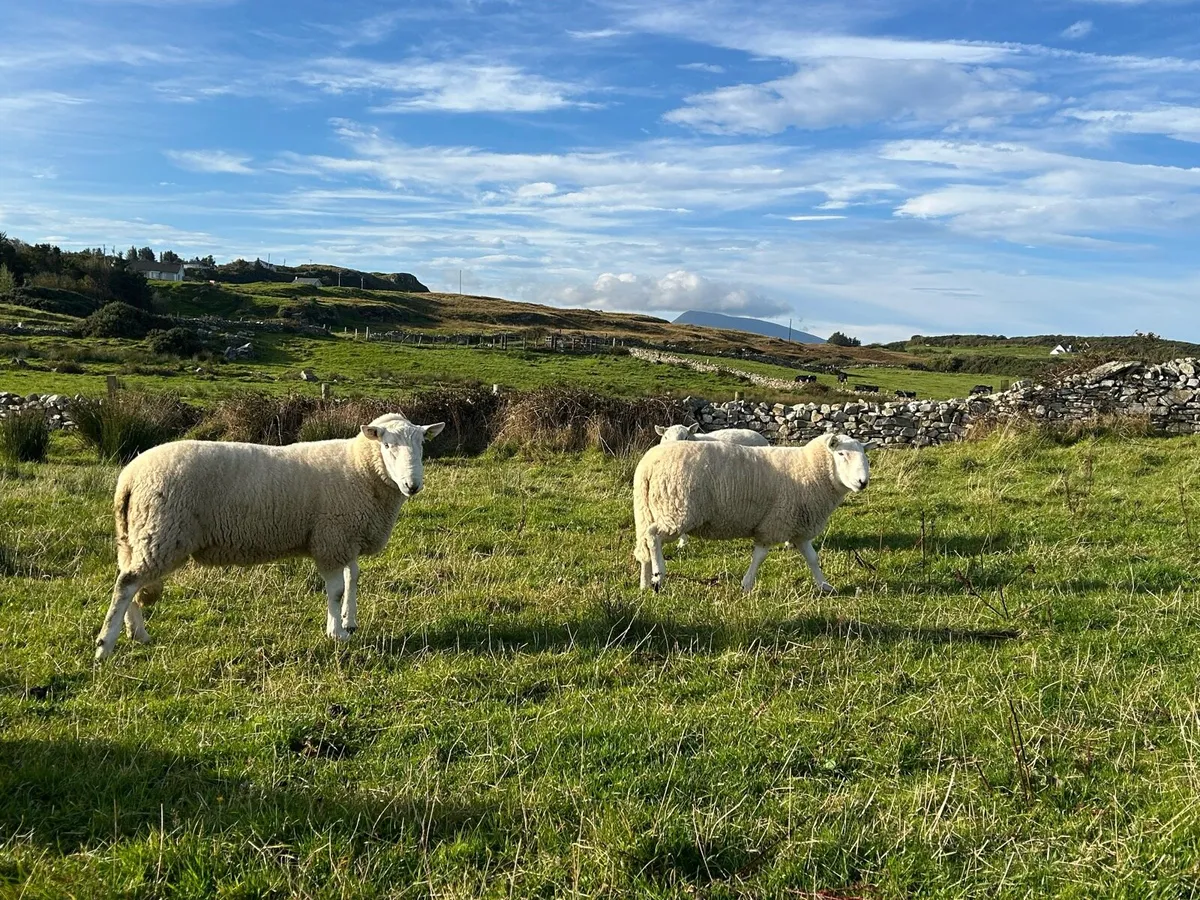 Cheviot Rams - SIS Approved - Image 3