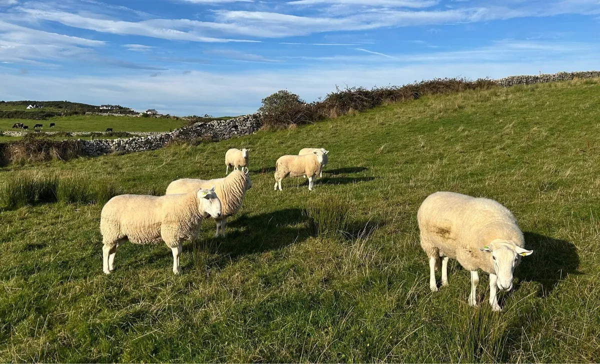 Cheviot Rams - SIS Approved - Image 4