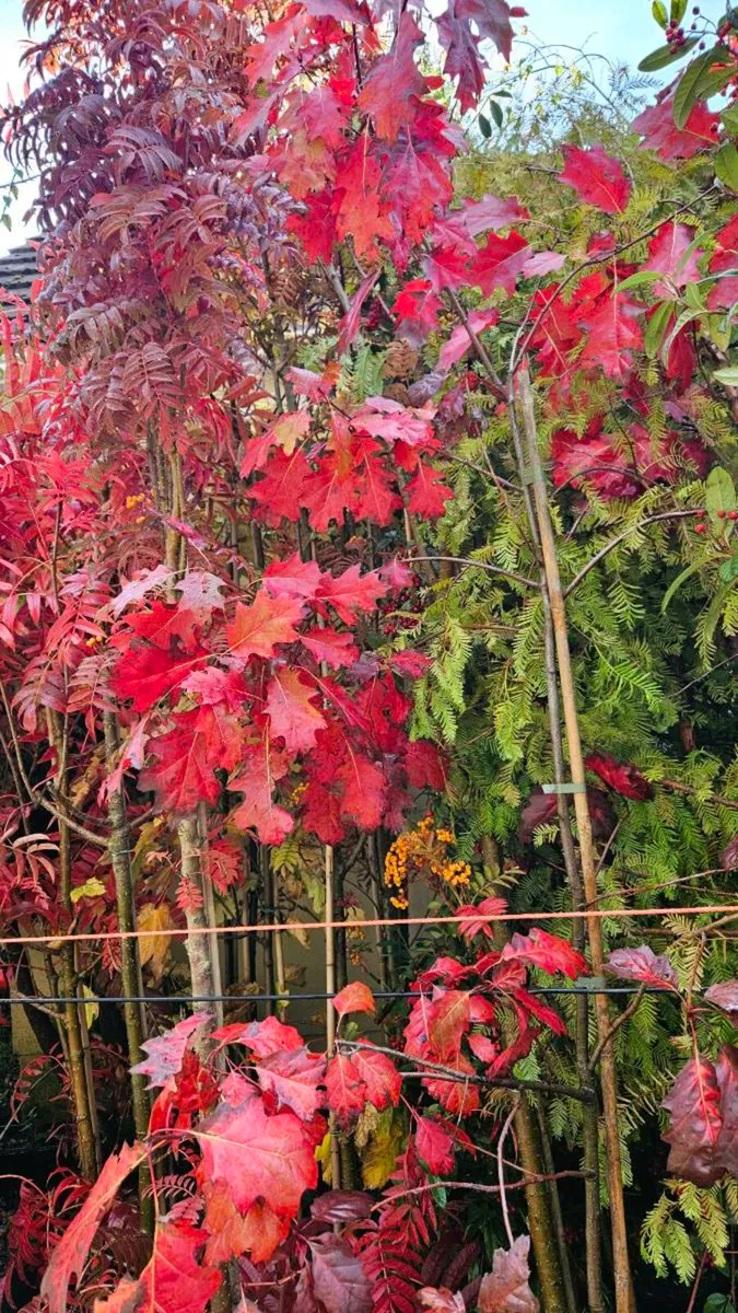 Very Tall Trees, 25euros - Image 1