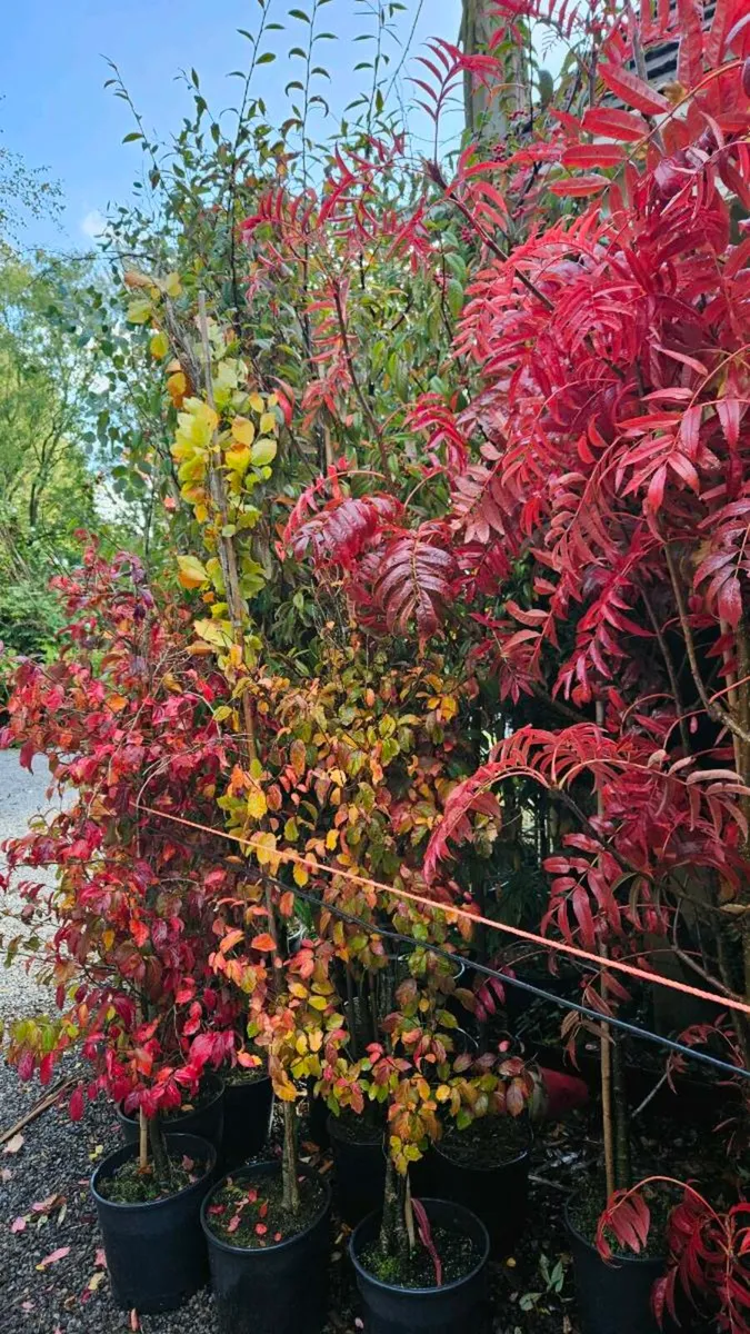 Very Tall Trees, 25euros - Image 2
