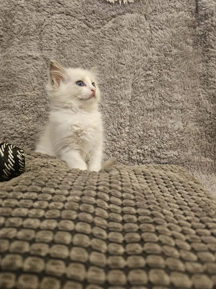 Stunning ragdoll kittens - Image 2