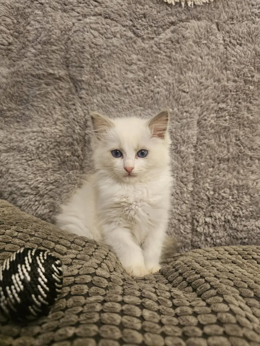 Stunning ragdoll kittens - Image 3