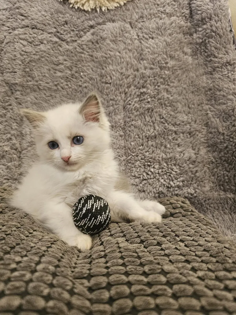 Stunning ragdoll kittens - Image 4