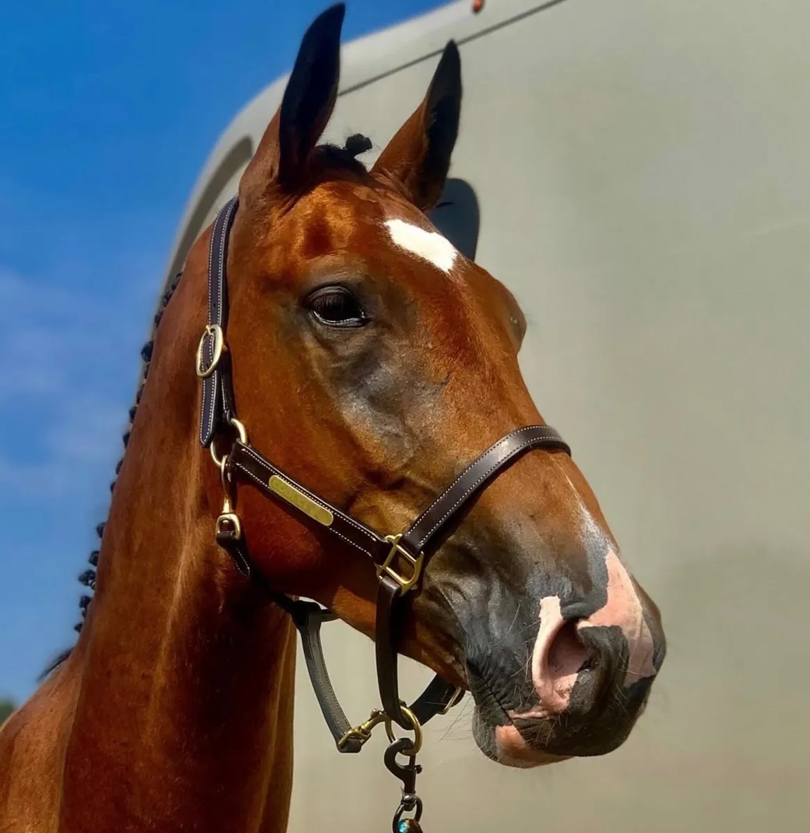 Horse for sale - Image 1