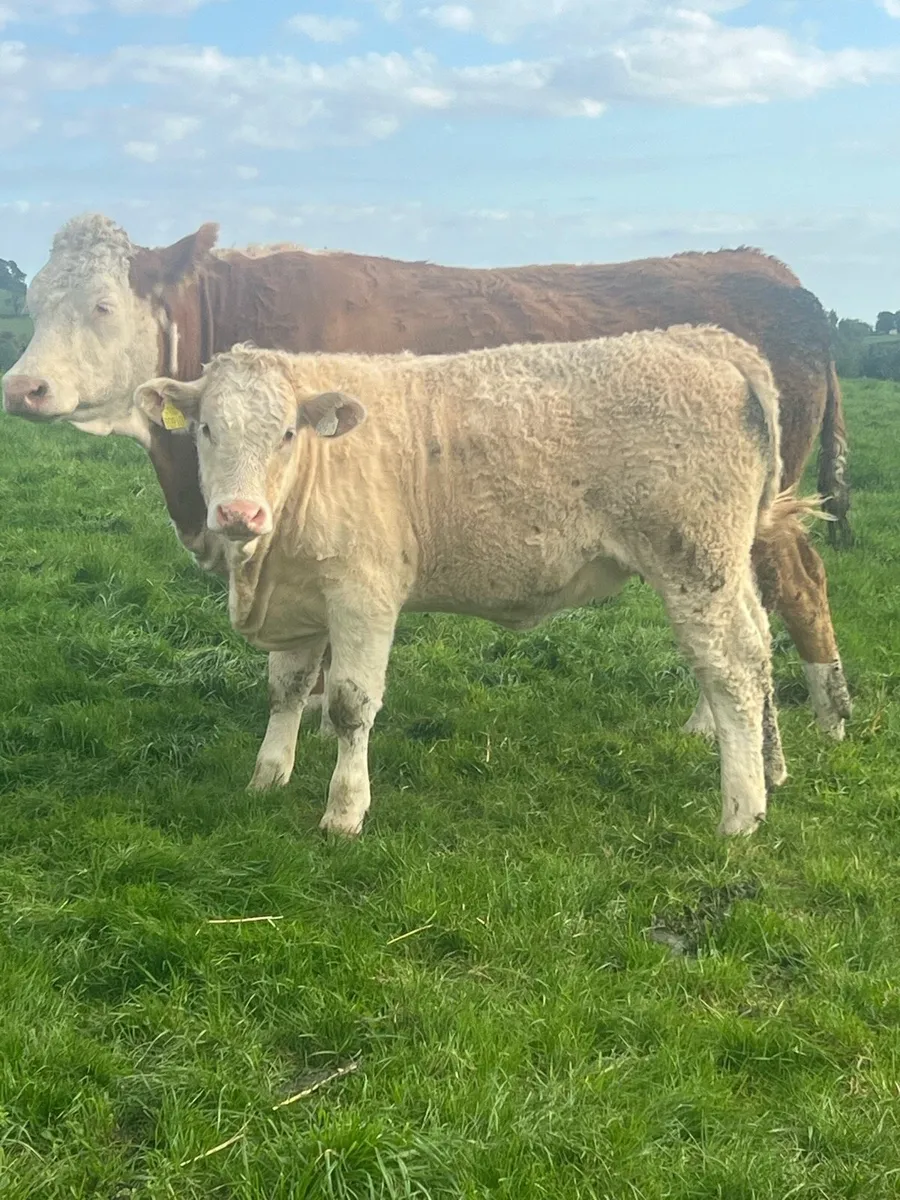 Breeding heifers - Image 1