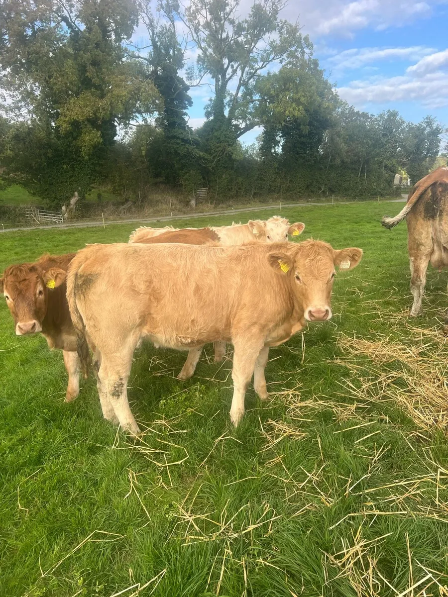 Breeding heifers - Image 2