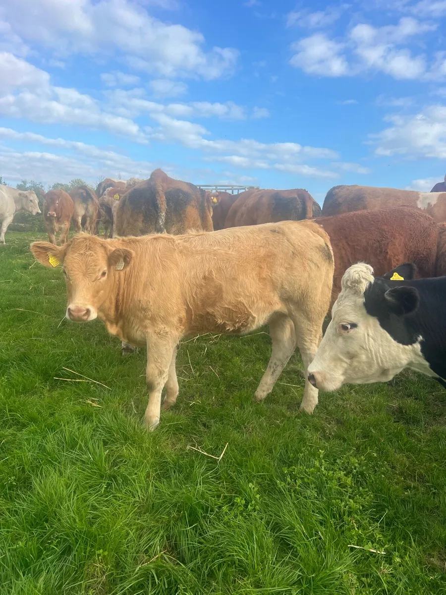 Breeding heifers - Image 3