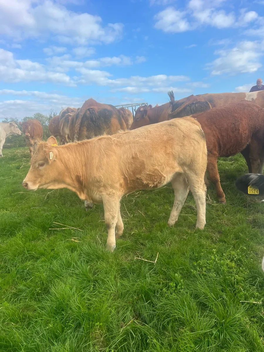 Breeding heifers - Image 4