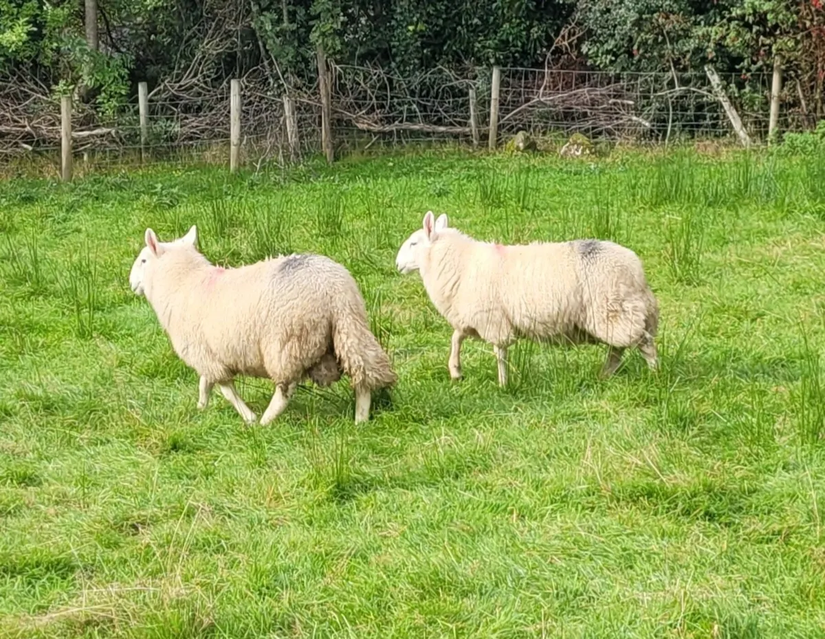 Cheviot Ram Lambs - Image 1