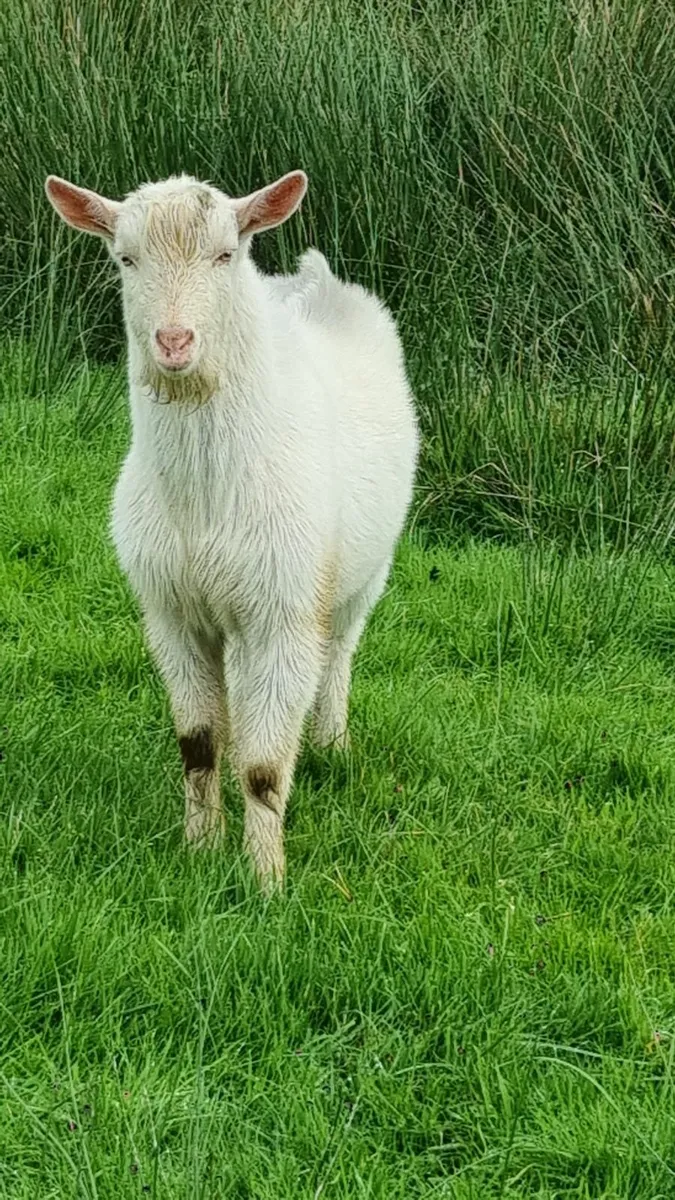 4 Goats - Image 3