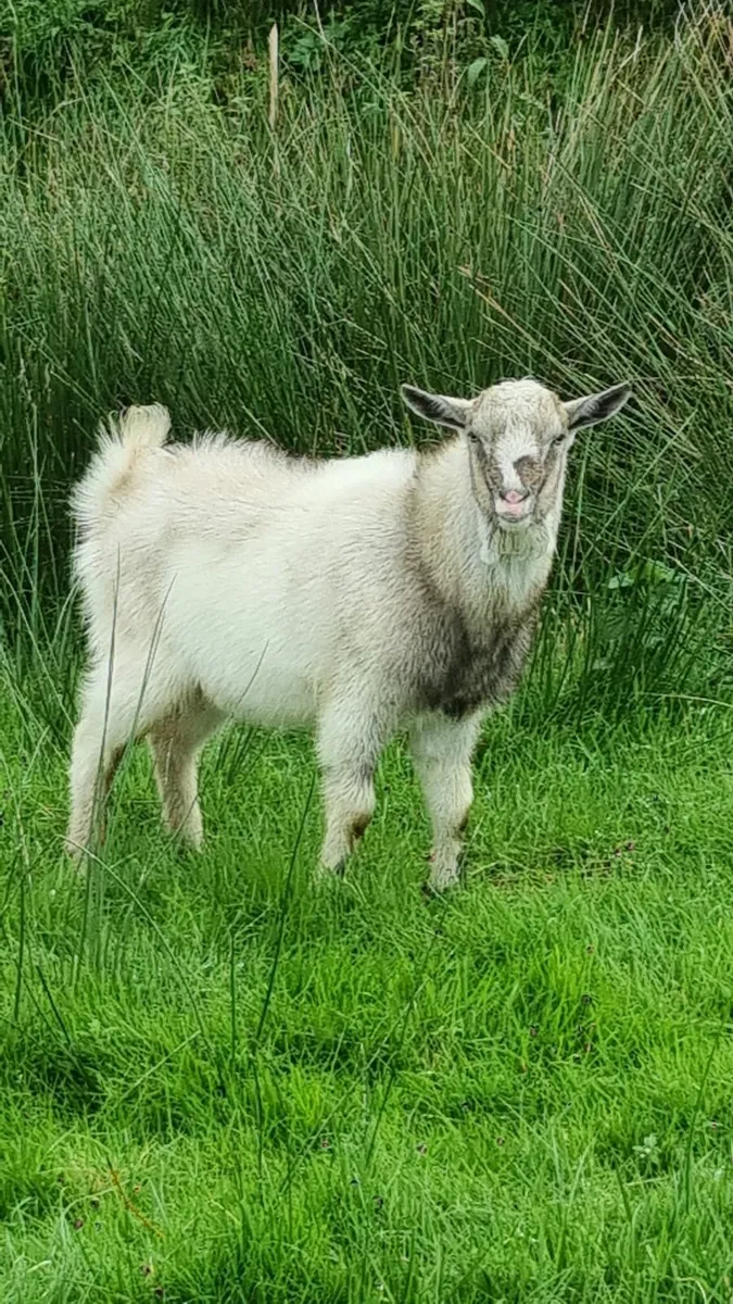 4 Goats - Image 4