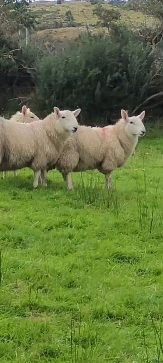 Cheviot Ram Lambs - Image 2