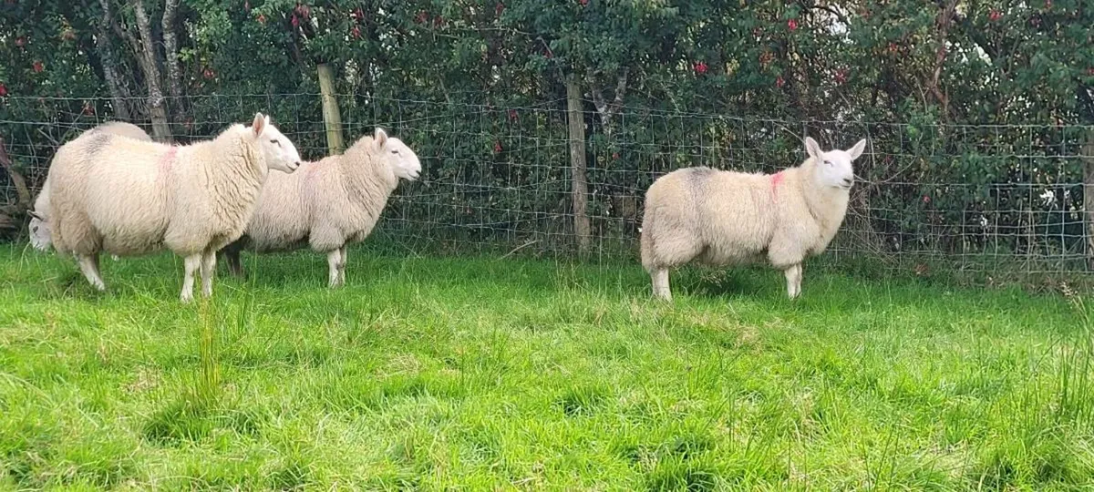 Cheviot Ram Lambs - Image 3