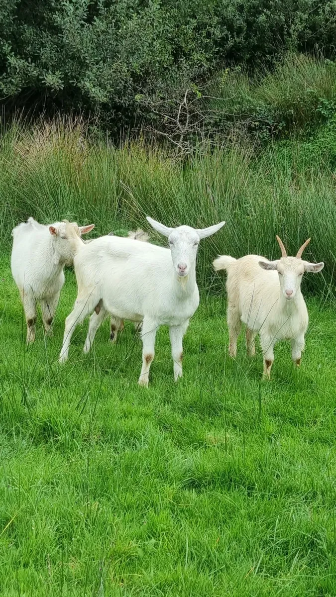 4 Goats - Image 1