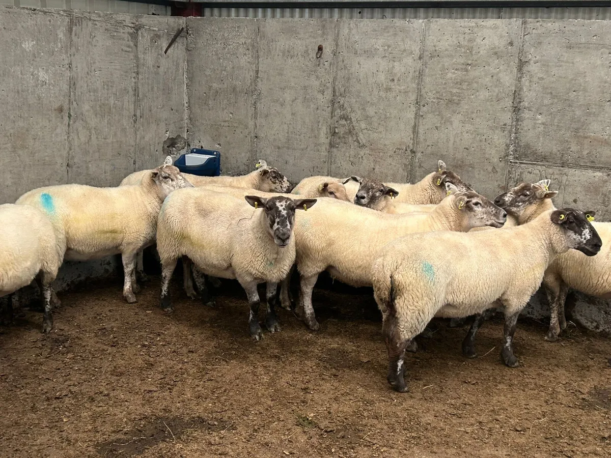 10 x  3 year old  ewes  for  sale - Image 4