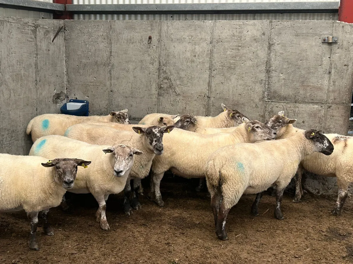 10 x  3 year old  ewes  for  sale - Image 1