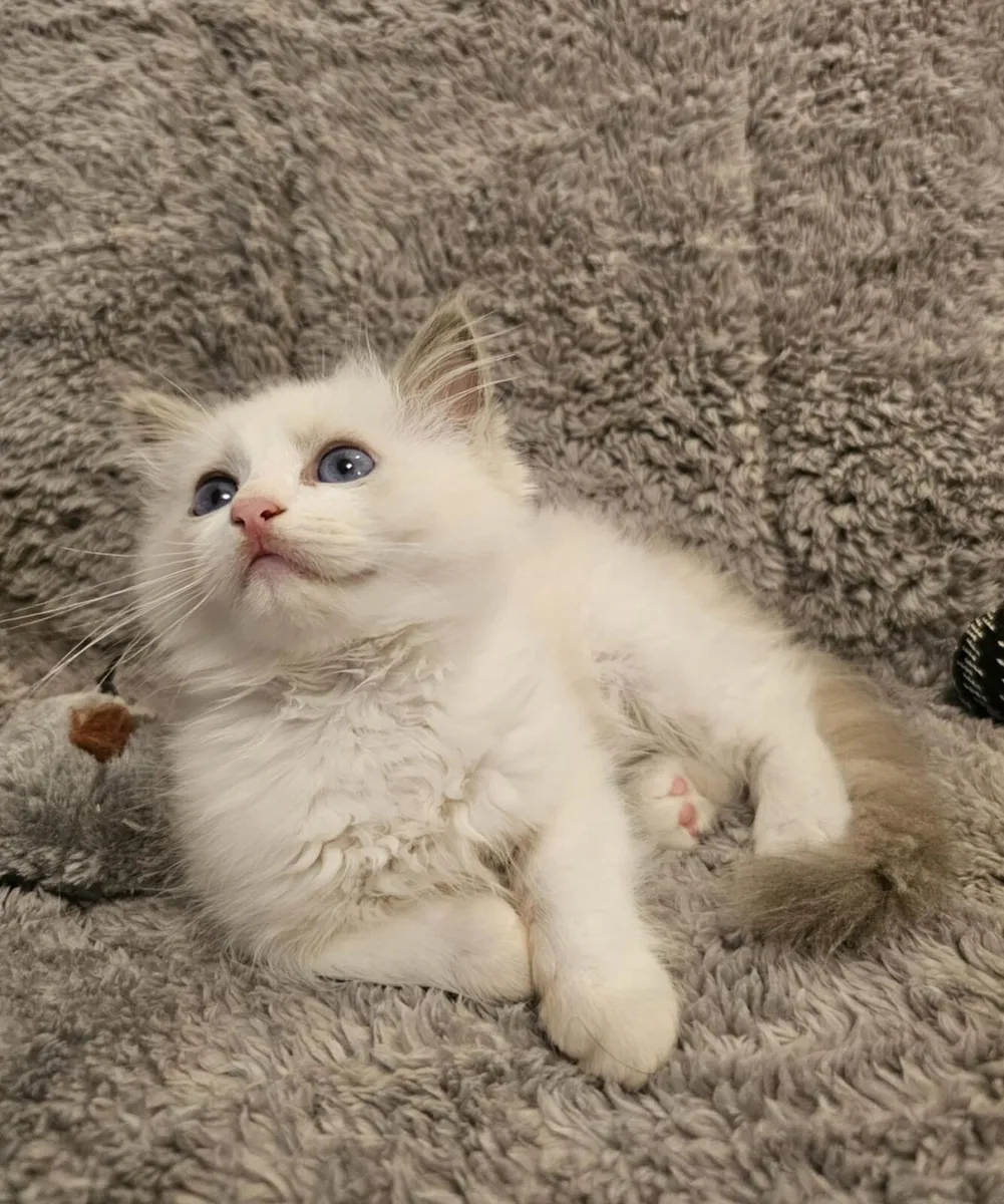 Stunning ragdoll kittens - Image 1