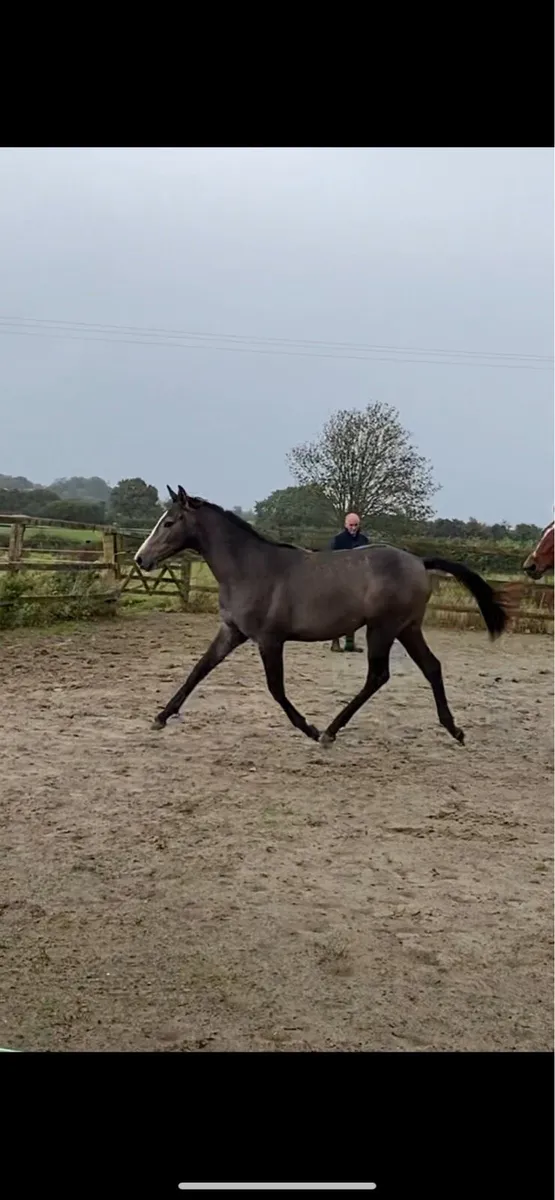 Lagans  Obos yearling - Image 1