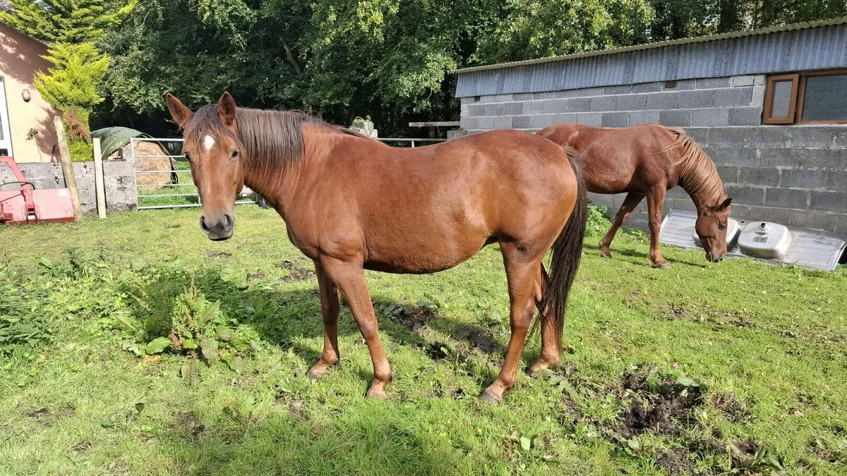 6 year old mare and 2 year old gelding - Image 1