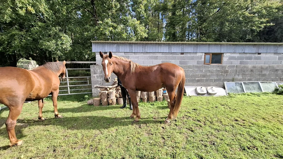 6 year old mare and 2 year old gelding - Image 3