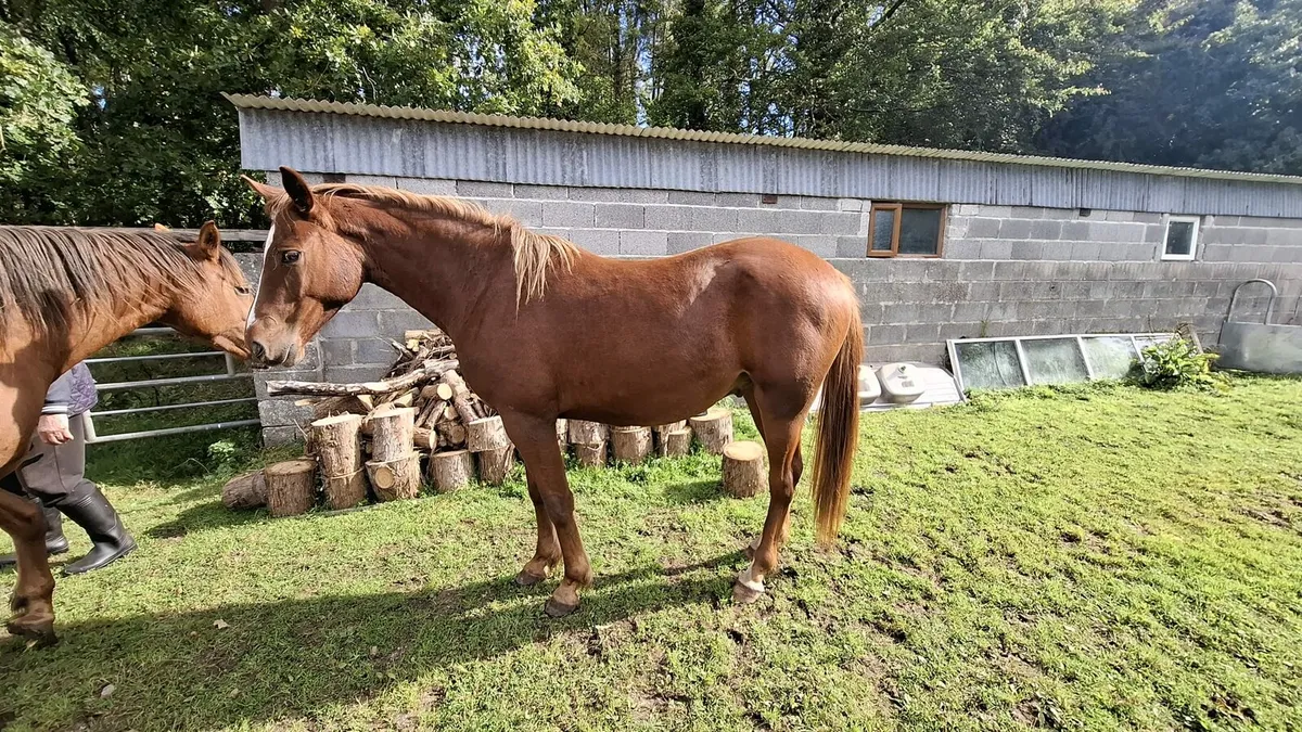 6 year old mare and 2 year old gelding - Image 4