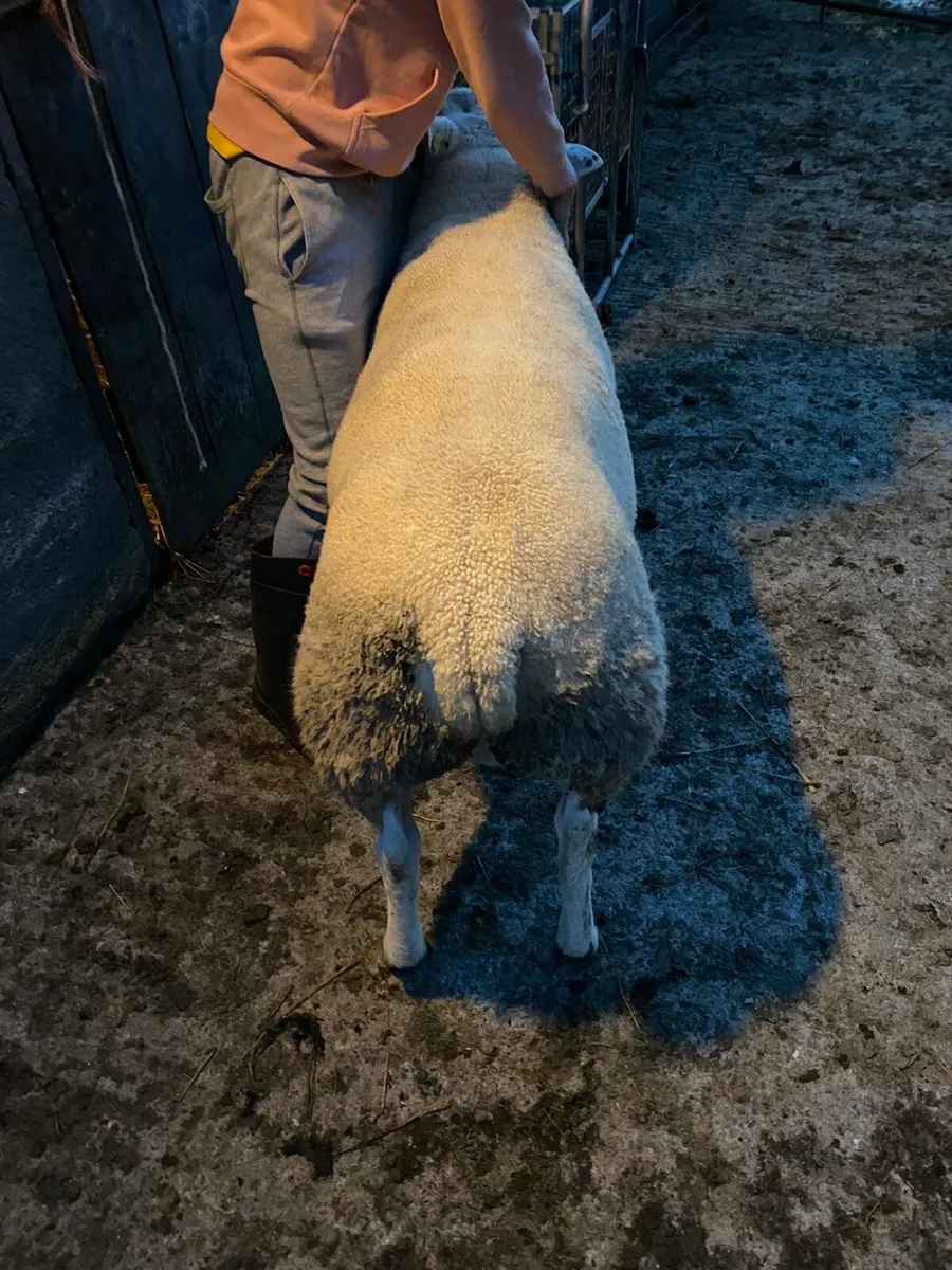 Pedigree Texel Hogget Ram - Image 1