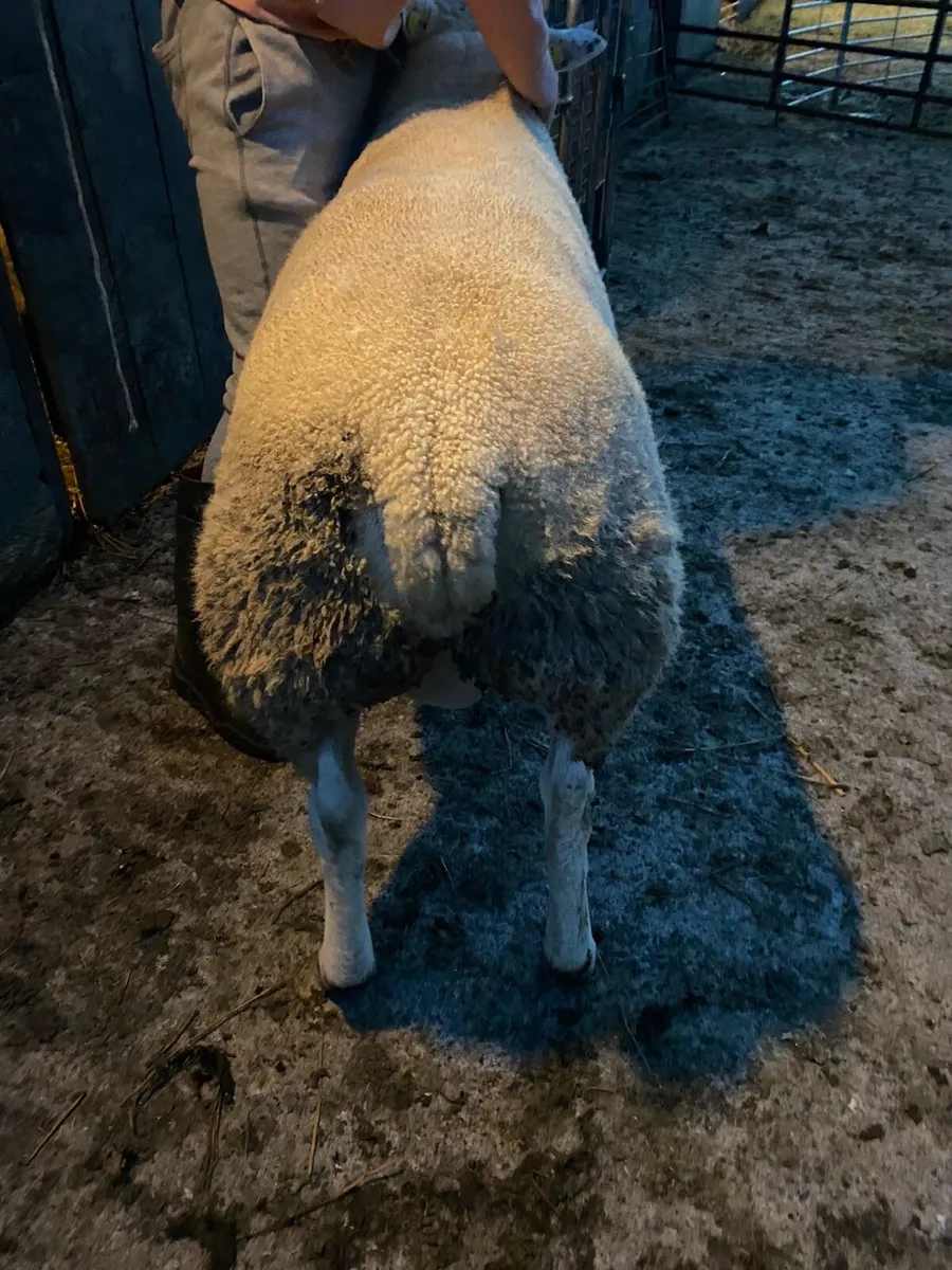 Pedigree Texel Hogget Ram - Image 2