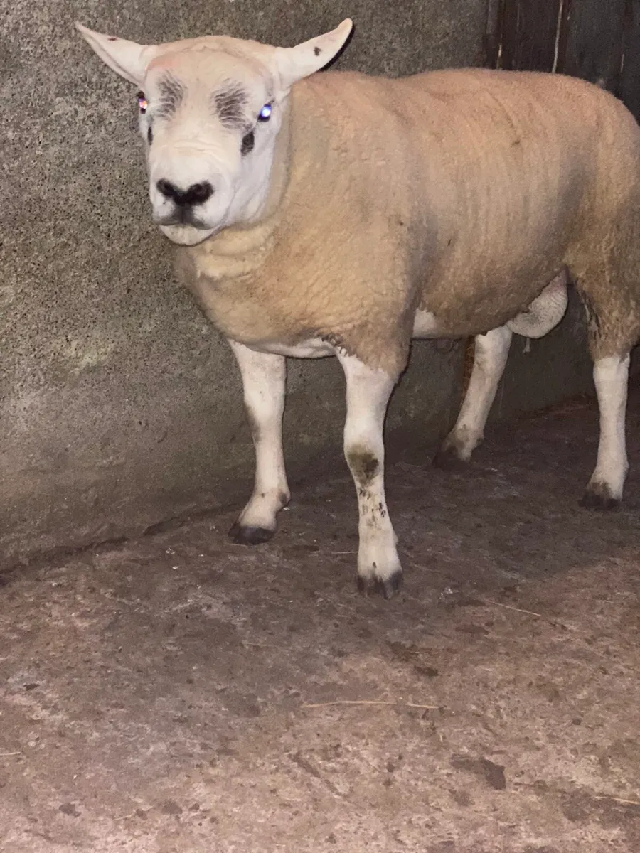 Pedigree Texel Hogget Ram - Image 3