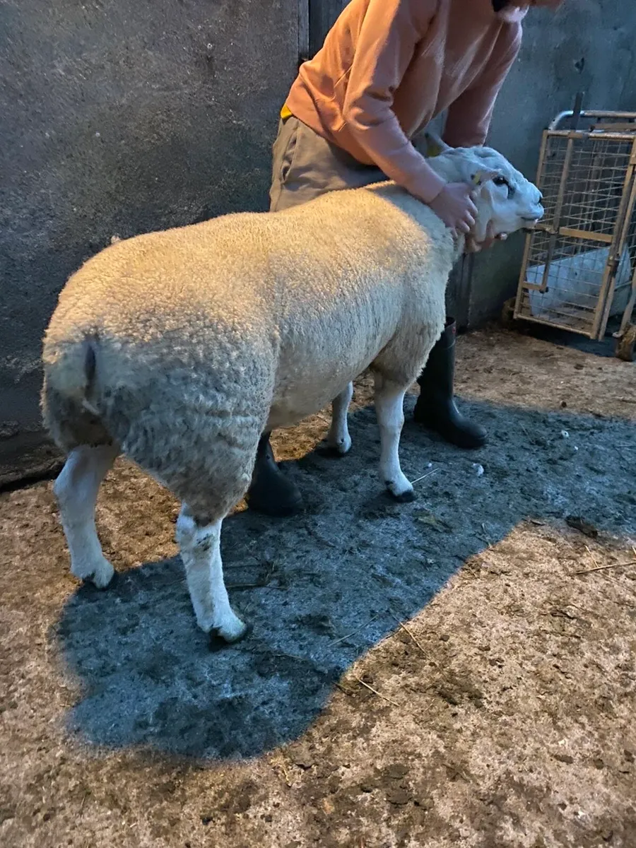 Pedigree Texel Hogget Ram - Image 4