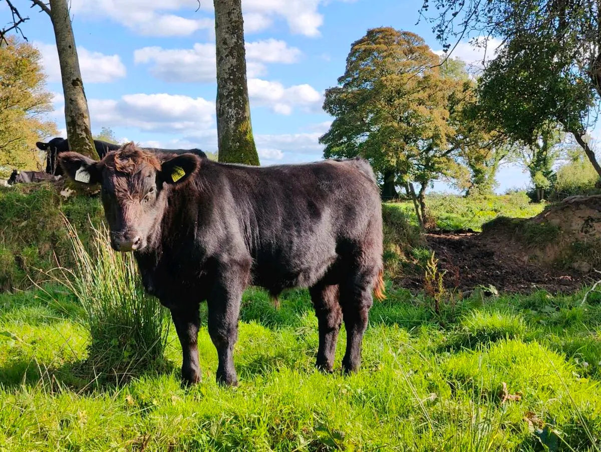 Pedigree Angus bulls - Image 2