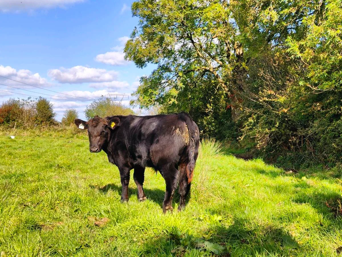 Pedigree Angus bulls - Image 3